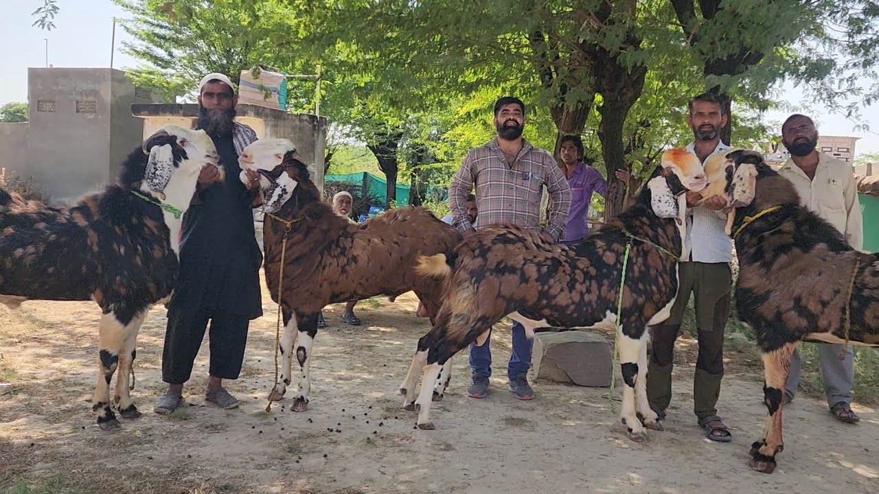 Gujri Power House Biggest Gujri Goats At Sultaniya Goat Farm Jaipur Rajasthan.