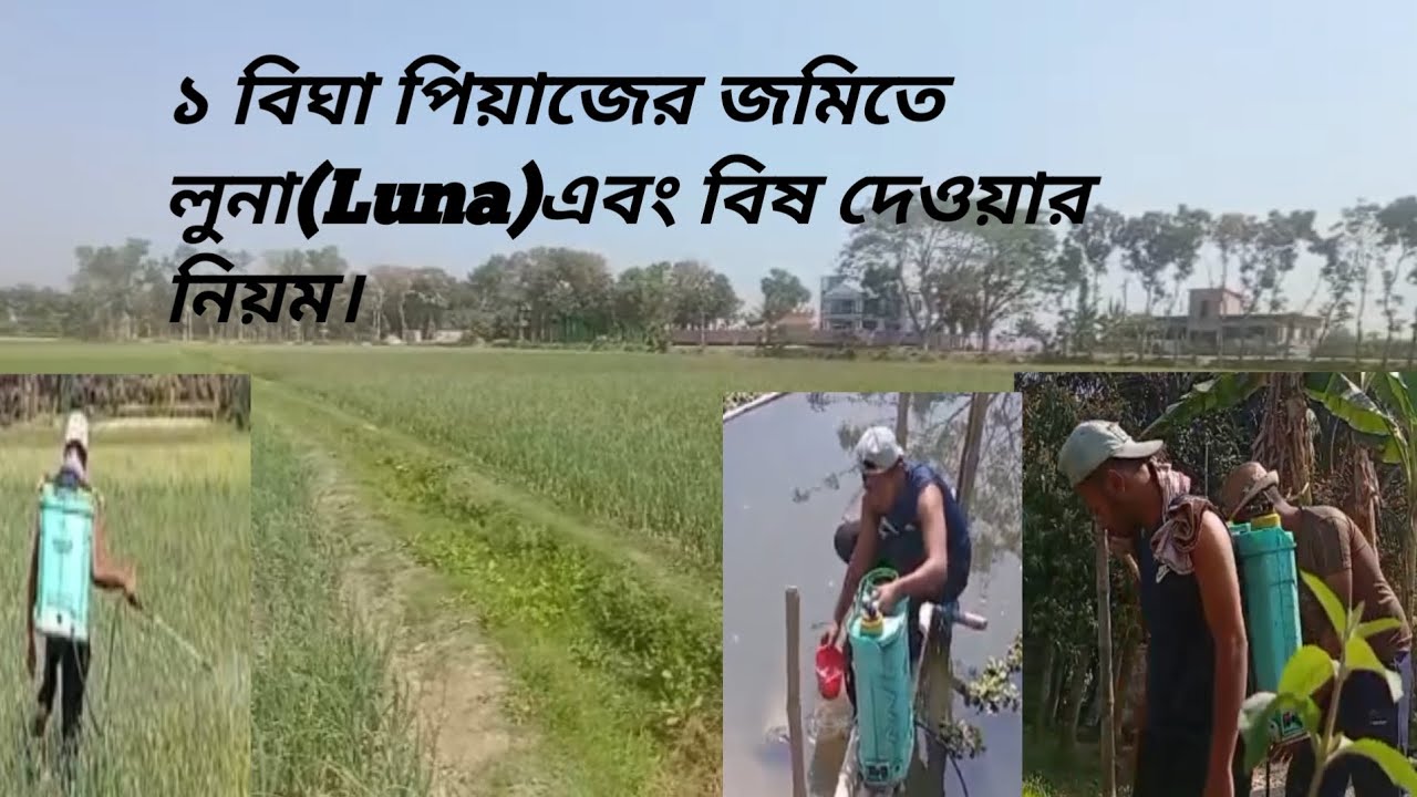 ১ বিঘা পিয়াজের জমিতে লুনা(Luna)এবং বিষ দেওয়ার নিয়ম।১বোতল লোনা ৯৫০ টাকা এবং ৪ প্যাকেট বিষ ১০০ টাকা। 