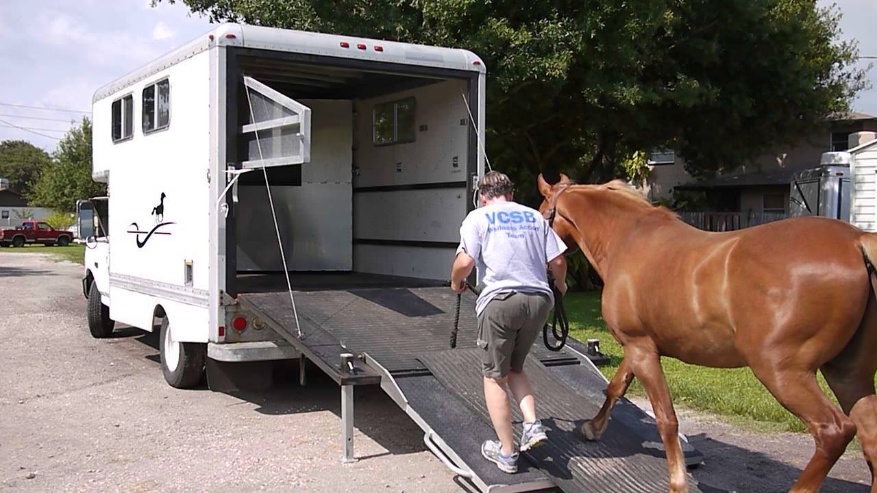 horse truck - loading
