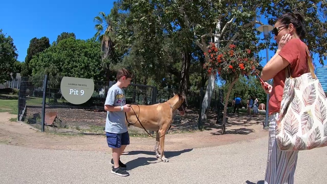Cash 2.0 Great Dane at the La Brea Tar Pits in Los Angeles 4
