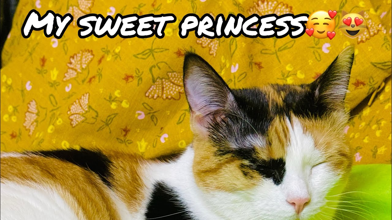 My sweet princess🐈😻 || Daily rooting after wecup