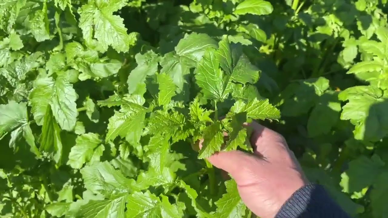 El abono verde para plantar la patata de primavera mediante agricultura regenerativa y sin labrado