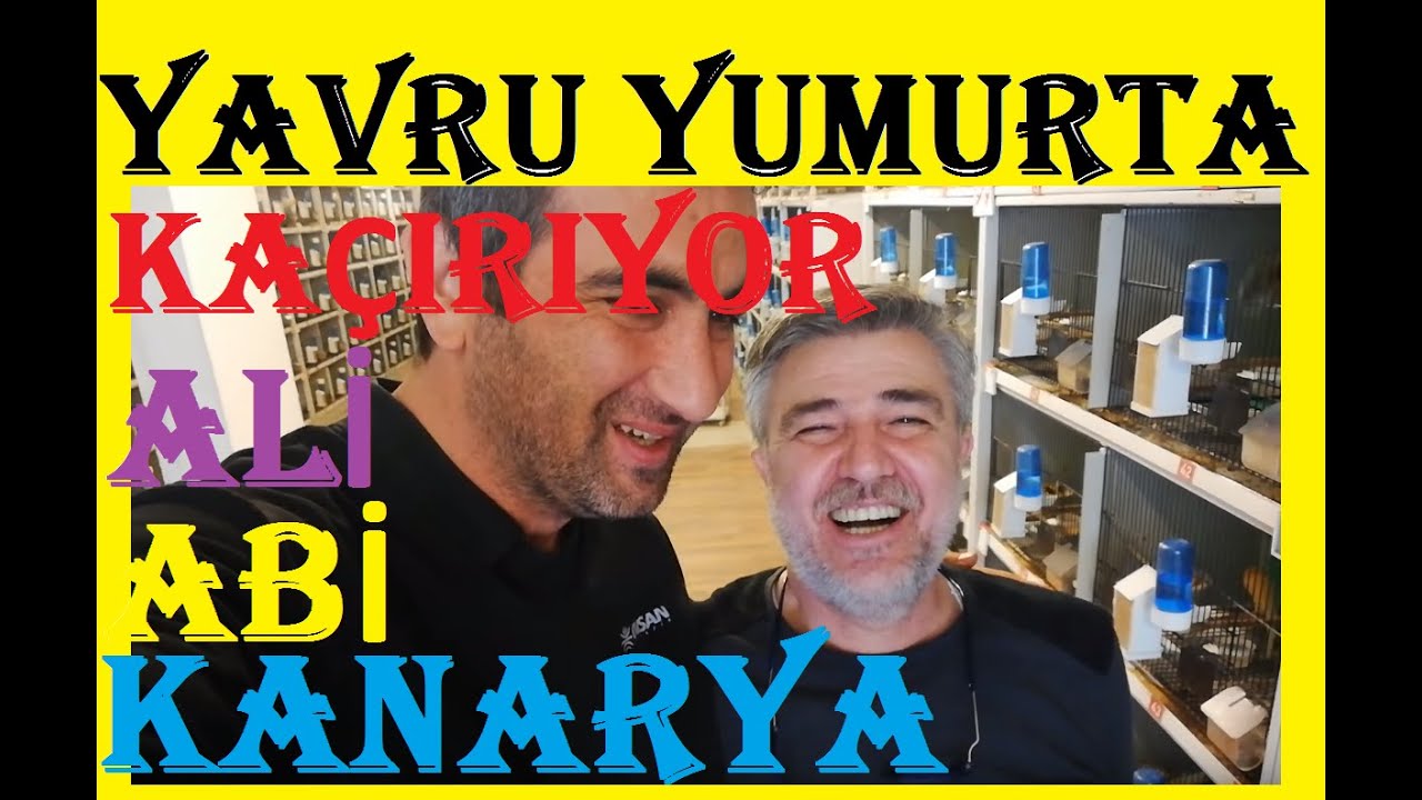 Ali Ağbi Yavru Yumurta Kaçırıyor - Kanaryacı Ali Abinin Yorkshire Üretim Tesisi - Kanarya Üretimi