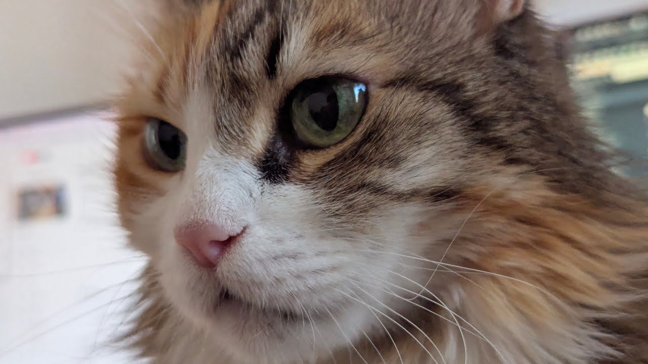 Cat purring in slow motion