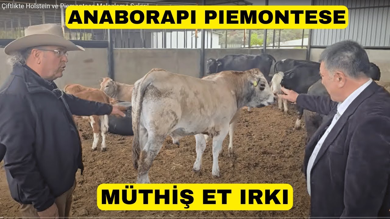 Секреты скрещивания голштинской и пьемонтской пород на этой ферме!