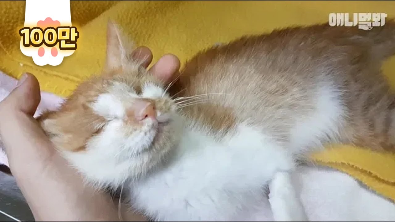 Причиной счастья этого слепого кота является ...?