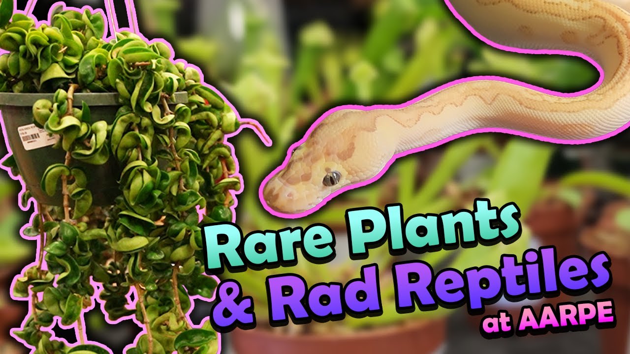 Attending a Huge Reptile Show in Denver, CO!!