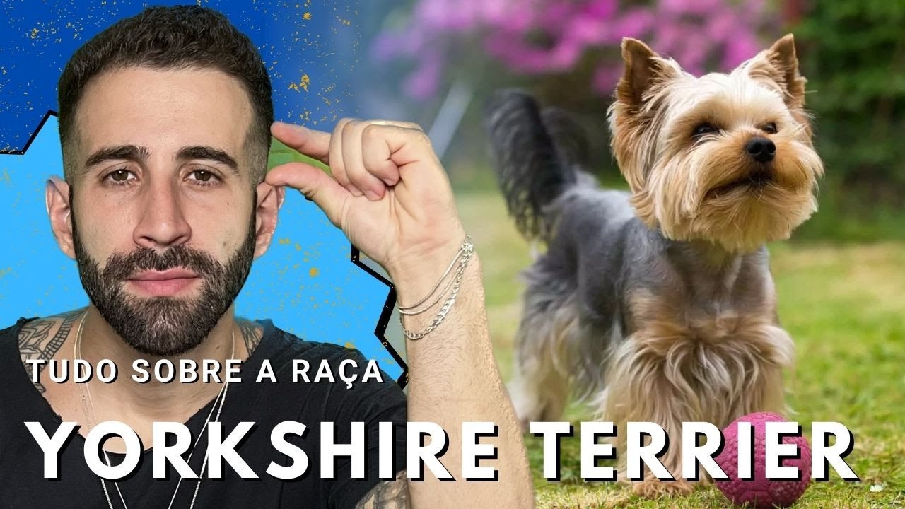 Tudo sobre a raça YORKSHIRE TERRIER