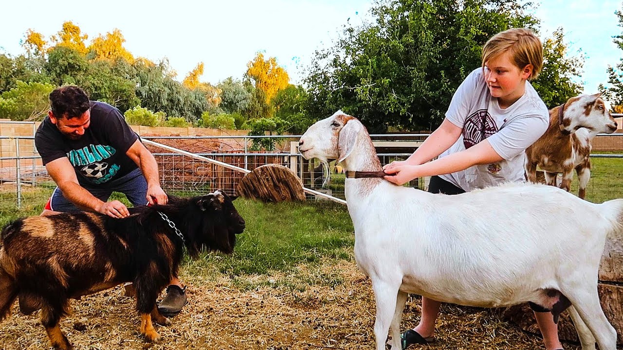 Ready...Set...BREED! (crazy goat breeding begins)
