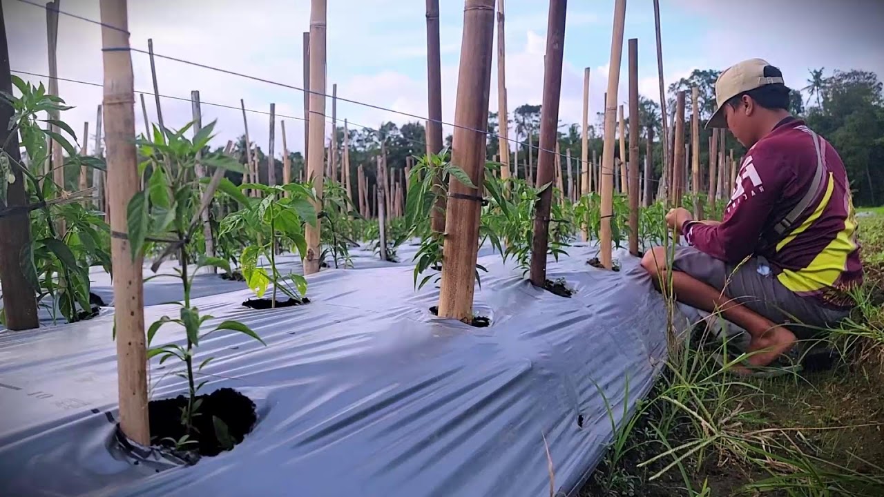 Plant Support: Tying Young Chilis for Stability #RuralAgriculture #TraditionalFarming