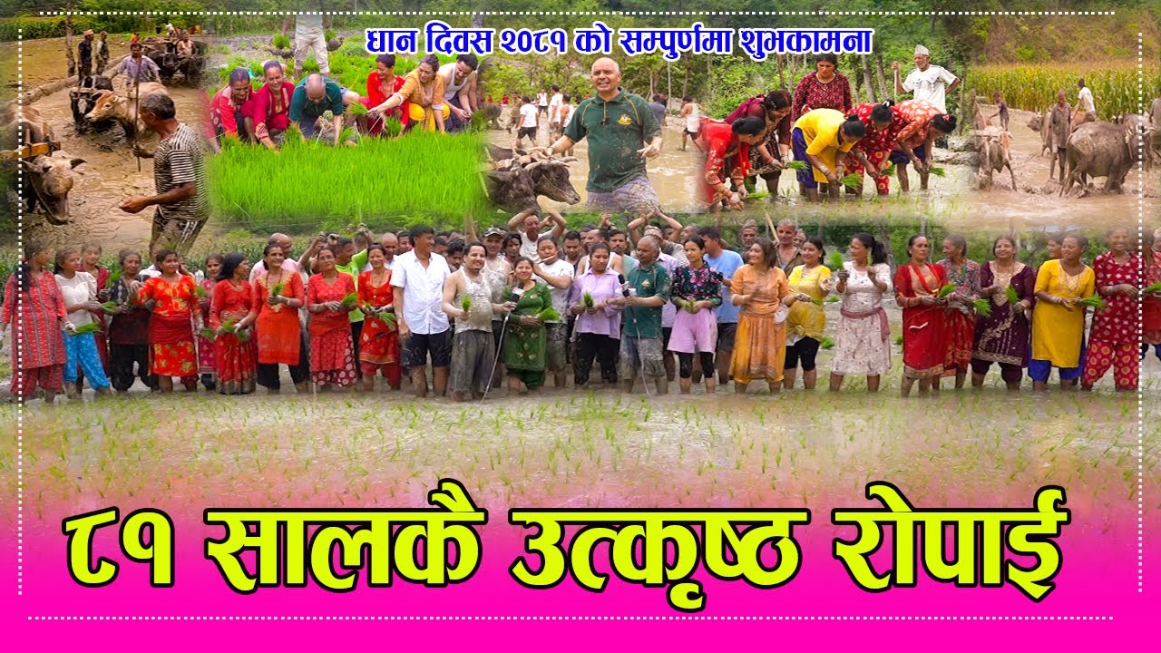 ७ हल गोरु सहित ८१ को आसार १५ मा खेतमा पुग्दा इन्द्रेणीका हली, बाउसे र रोपारको देखियो यस्तो जोस ।।
