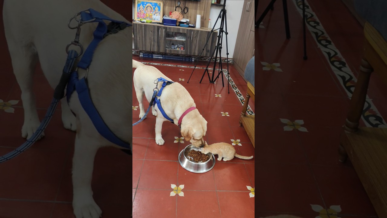 Simbaa Shares his food with Ginger 🥺🥺♥️ 
