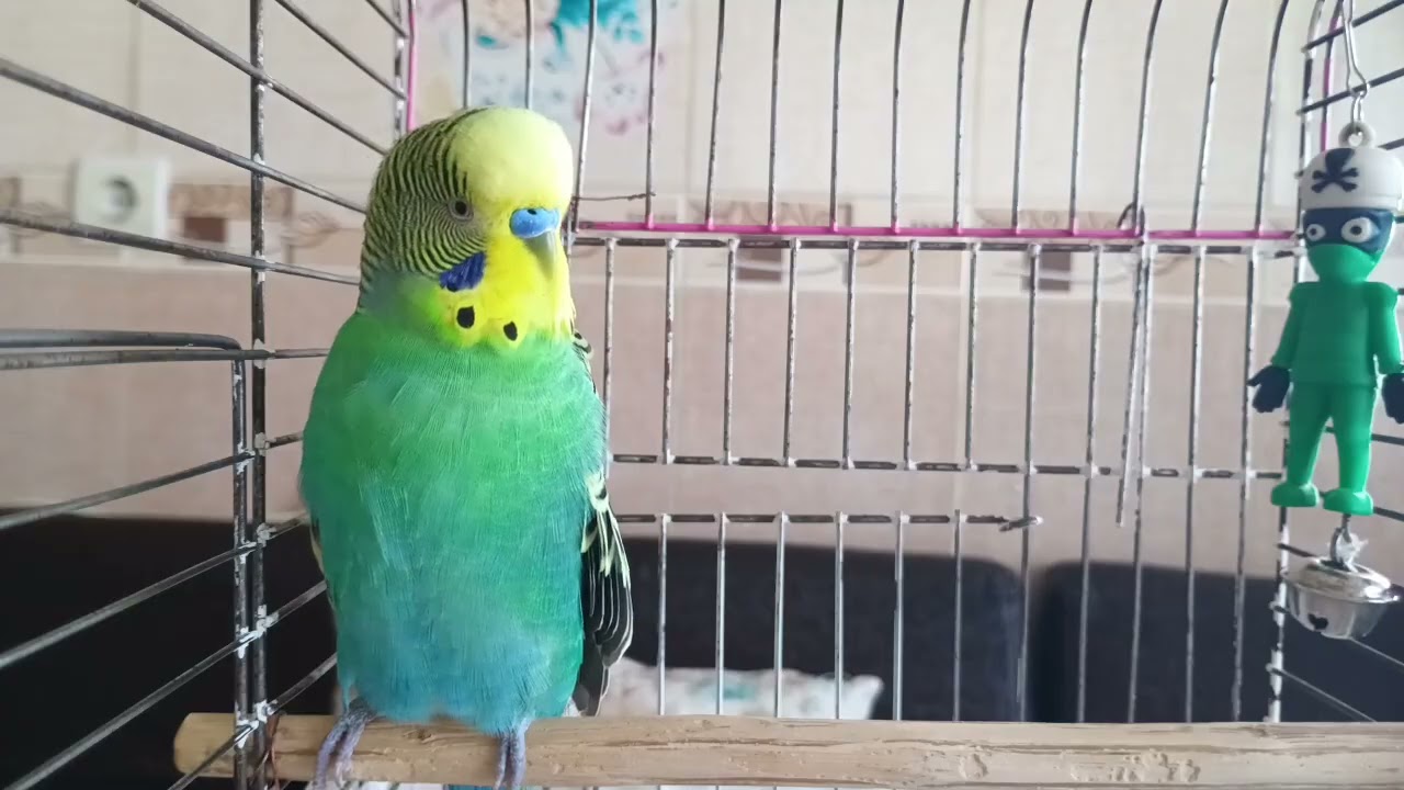 Muhabbet Kuşu Sesi, Muhabbet Kuşu Çağırma Sesi, KUŞUNUZA HER GÜN DİNLETİN