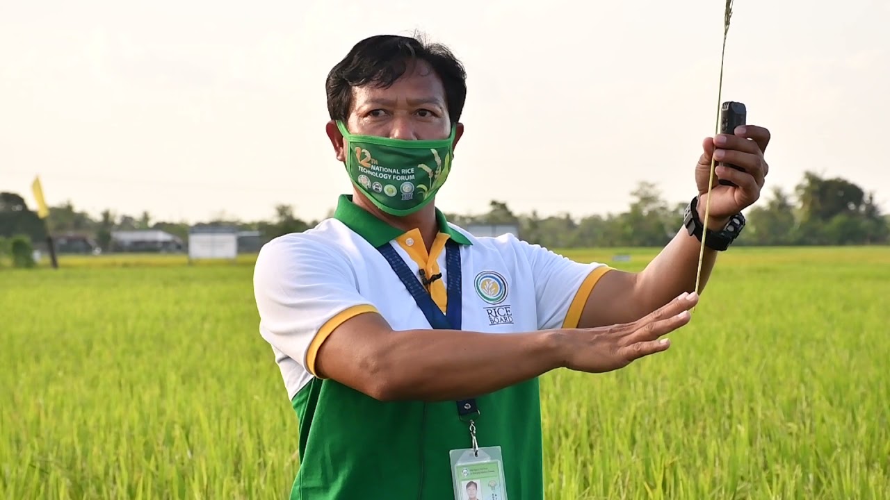 Paano sugpuin ang makapaminsalang Stem Borer