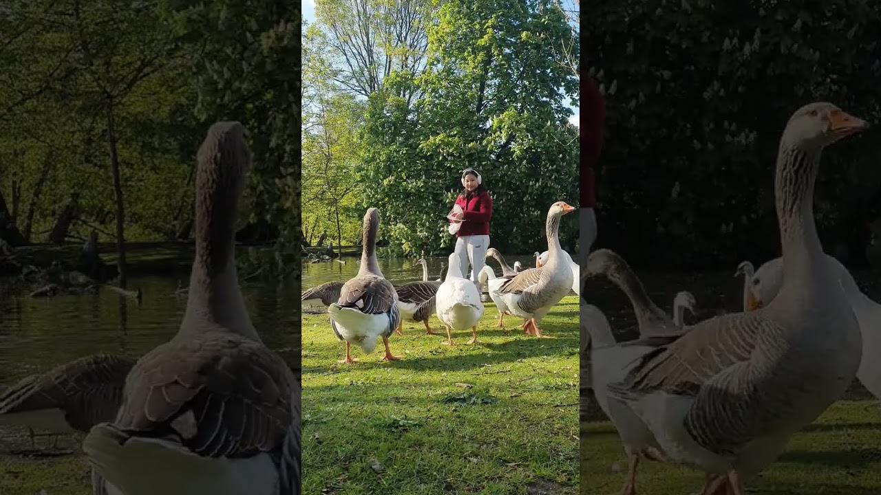 មកលេងក្ងានទៀតហើយ visit park and ghoose again