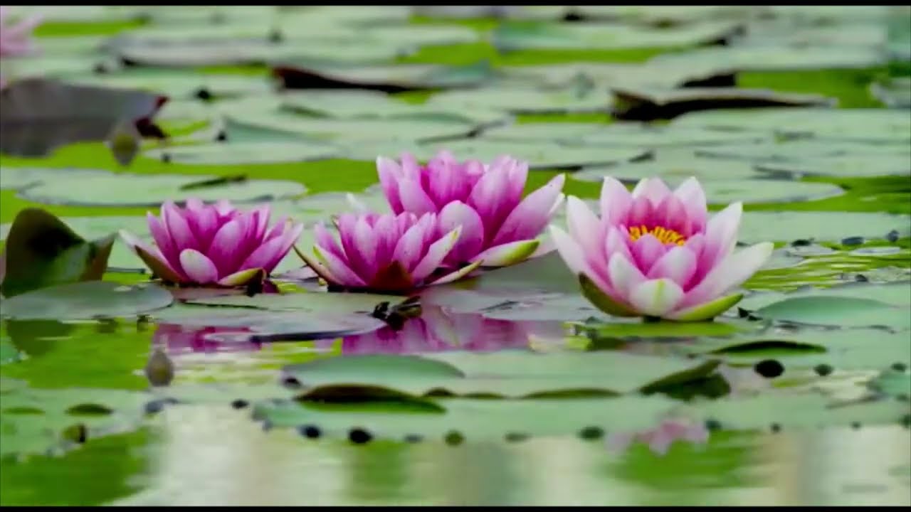 Music of Nature-#backgroundmusic #musictostudyandconcentrate #musictowork #spritualhealing