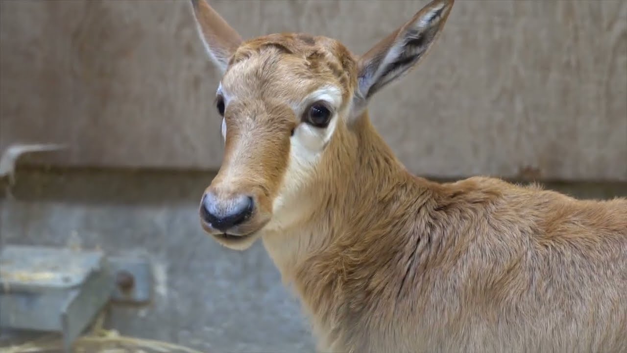 Zoo Welcomes Bouncing Baby Bontebok Calf