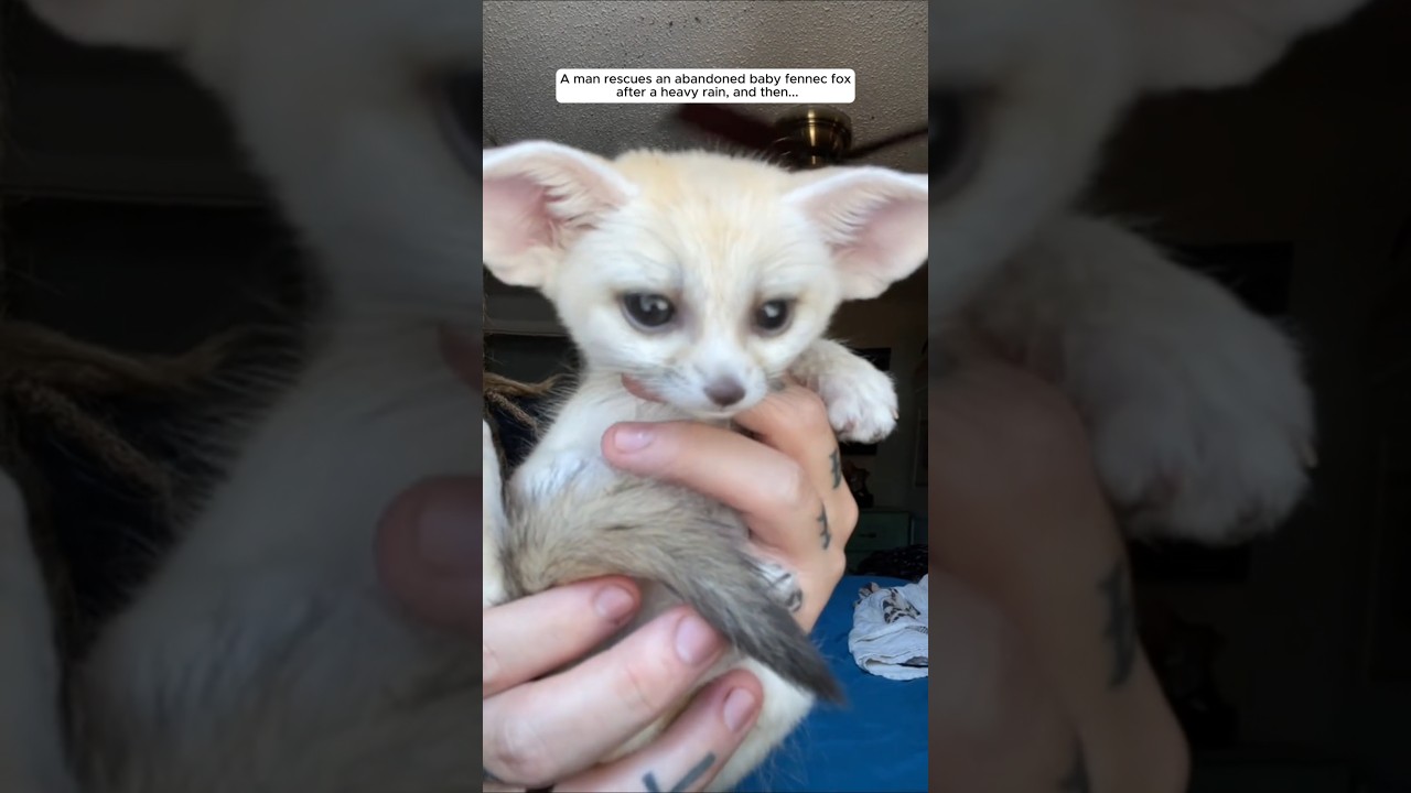 A man rescues an abandoned baby fennec fox after a heavy rain