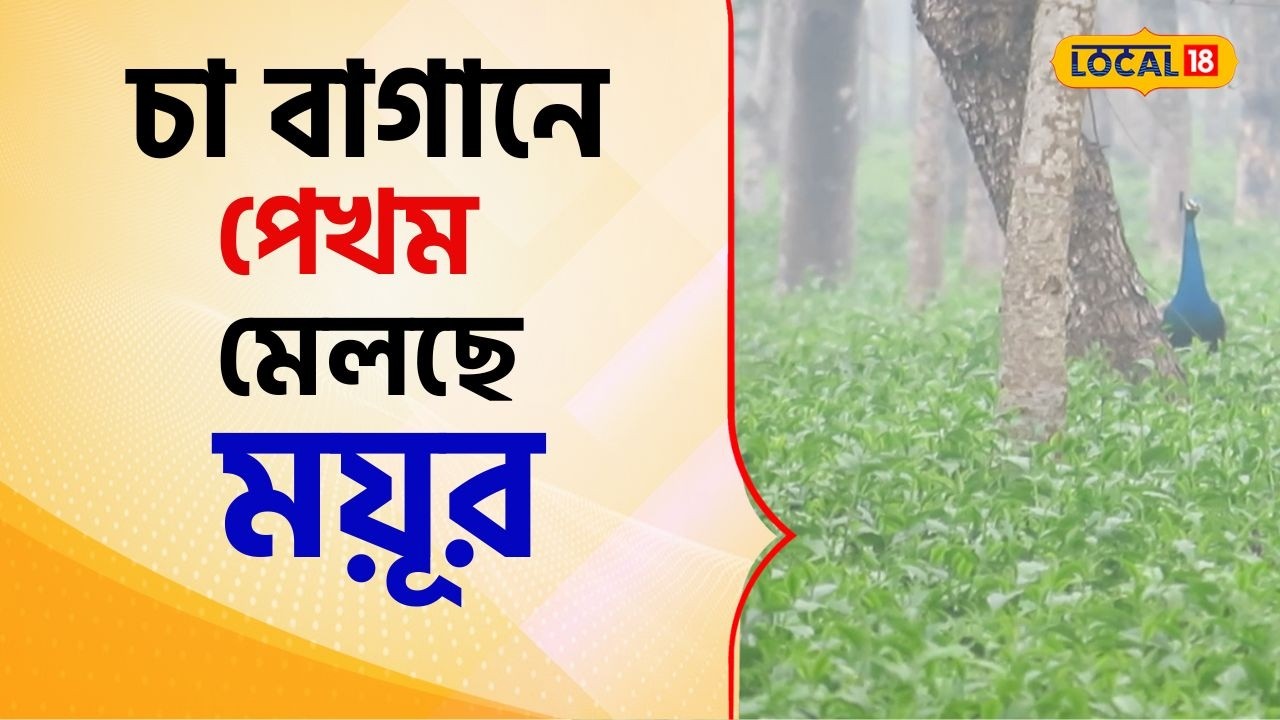 Bangla News:পাতার ফাঁকে বসন্তের রঙ! ডেঙ্গুয়াঝাড় চা বাগানে পেখম মেলছে ময়ূর #local18