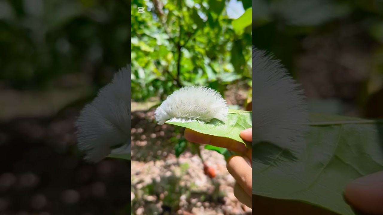 Megalopyge sp 🐛 - gusano Pach&oacute;n