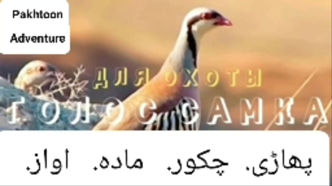 Овози_модкабк_барои_шикор_صدای_کبک_ماده_برای_شکار،_صوت_الحجل_الأنثى_dişi_keklik_sesi #pakhtoon_brind