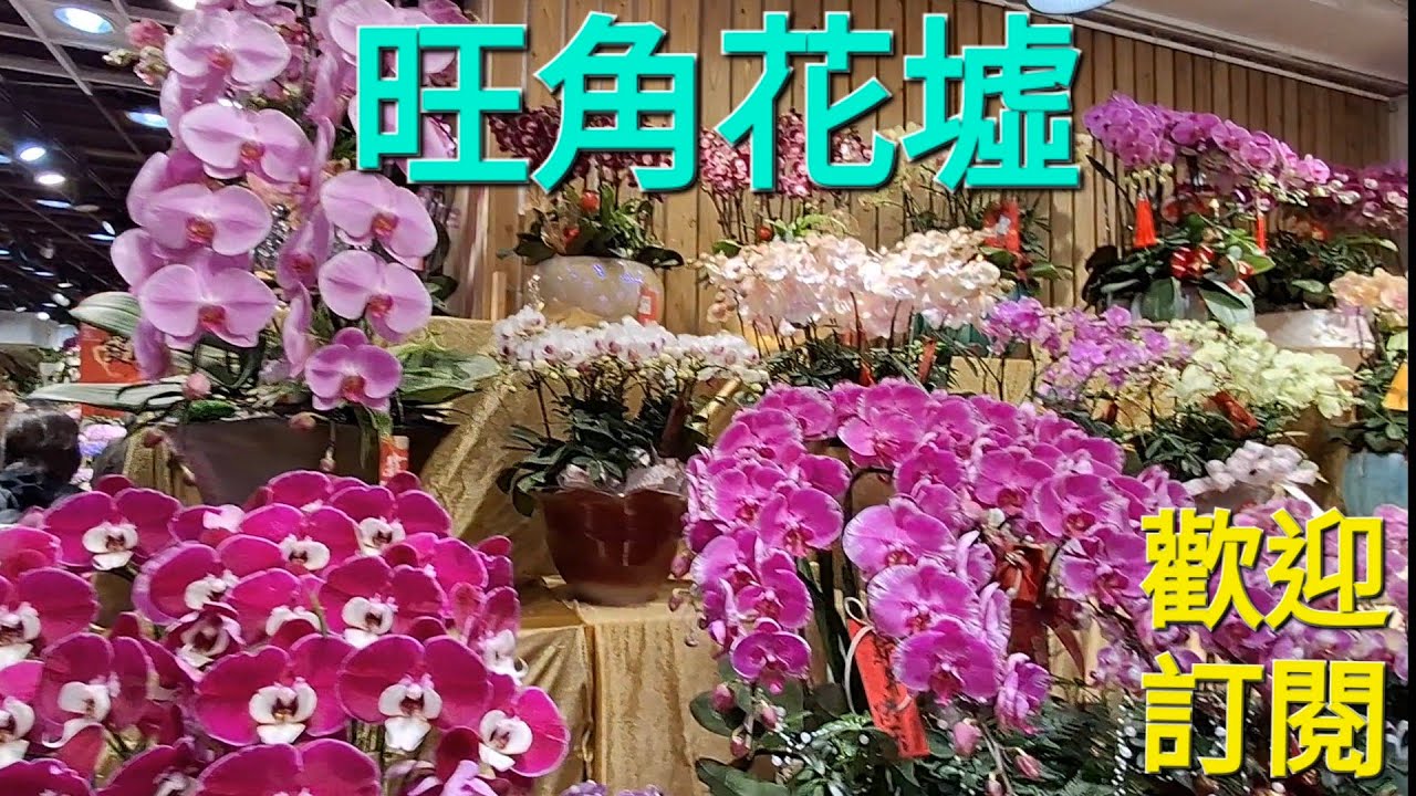 馬年快到，過嚟旺角行花墟，揀盤靚花過新年