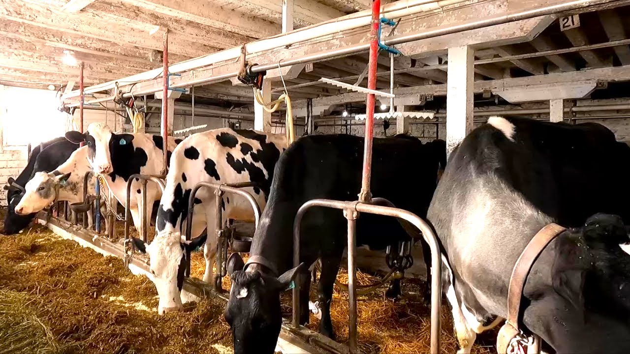 Milking Cows On A Small Family Owned and Operated Dairy Farm!