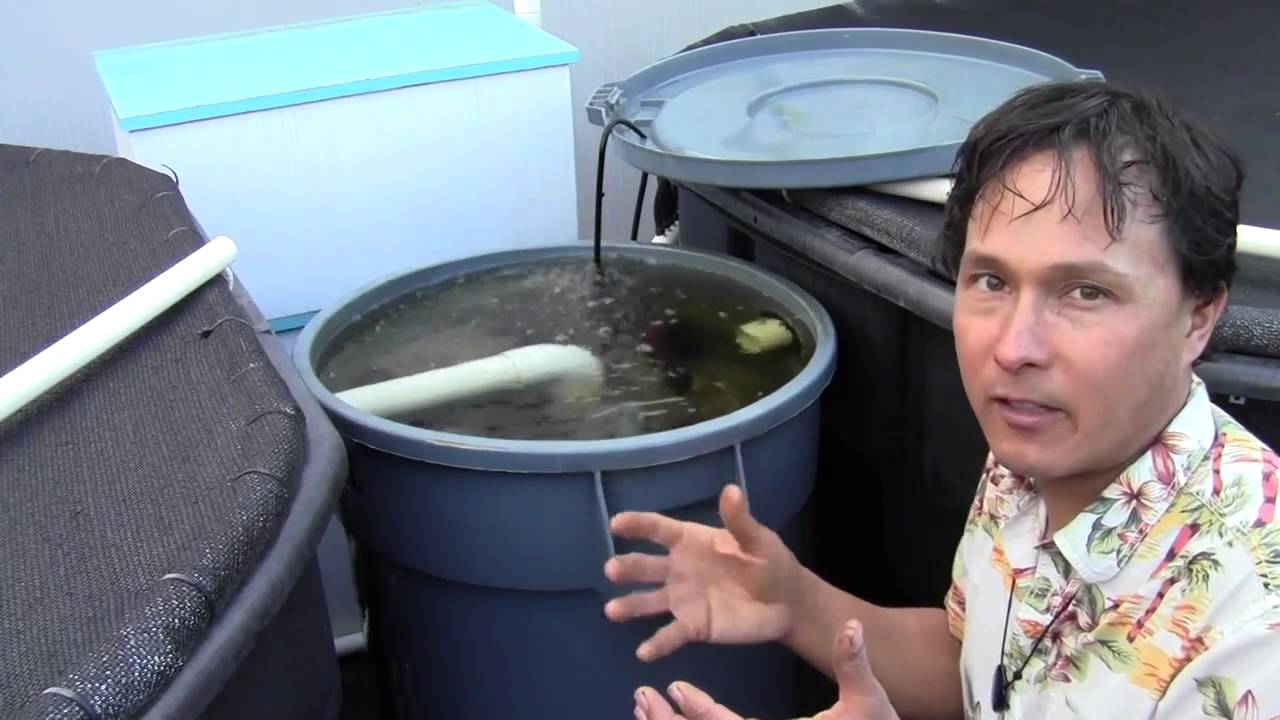 Backyard Urban Aquaponics Farm Grow 3000 Heads of Lettuce a Month