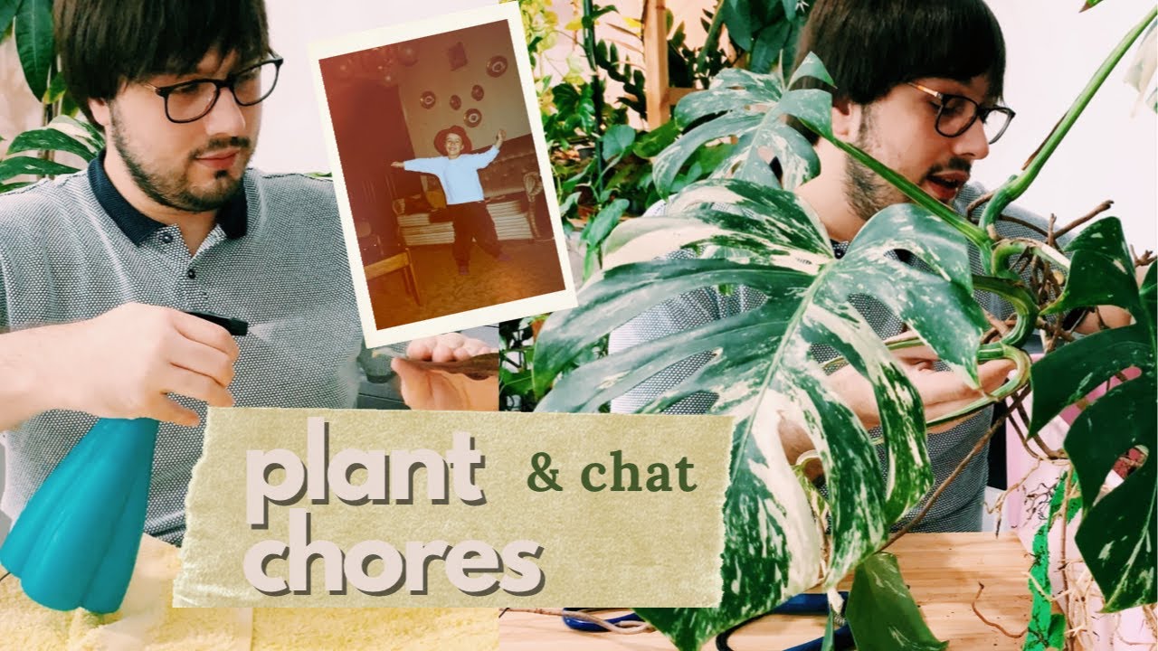Plant Chores & Updates: How To Kill Spider Mites and Variegated Monstera Propagation