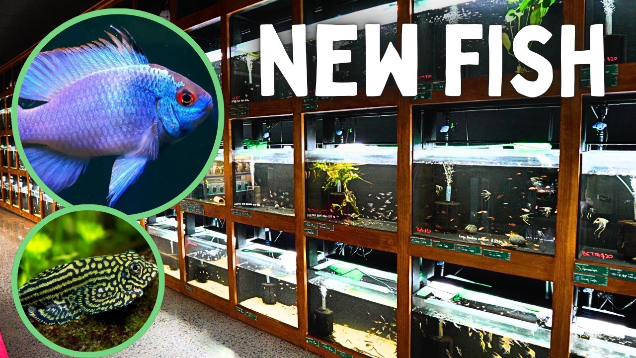 What Fish Are In My Store Right Now?