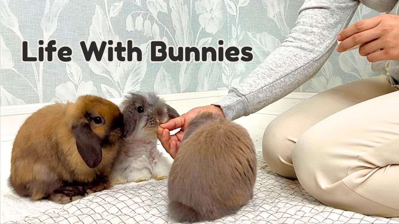 Жизнь дома с кроликами 🤍🐰 - Маленькие радости, визиты к ветеринару и настоящий день ухода за пито...