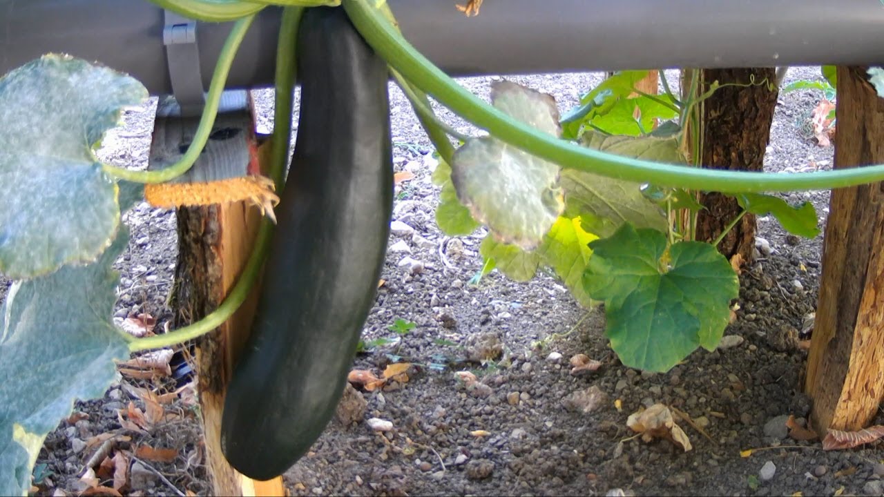 #17-Saison 2022 -Hydroponie - Première récolte