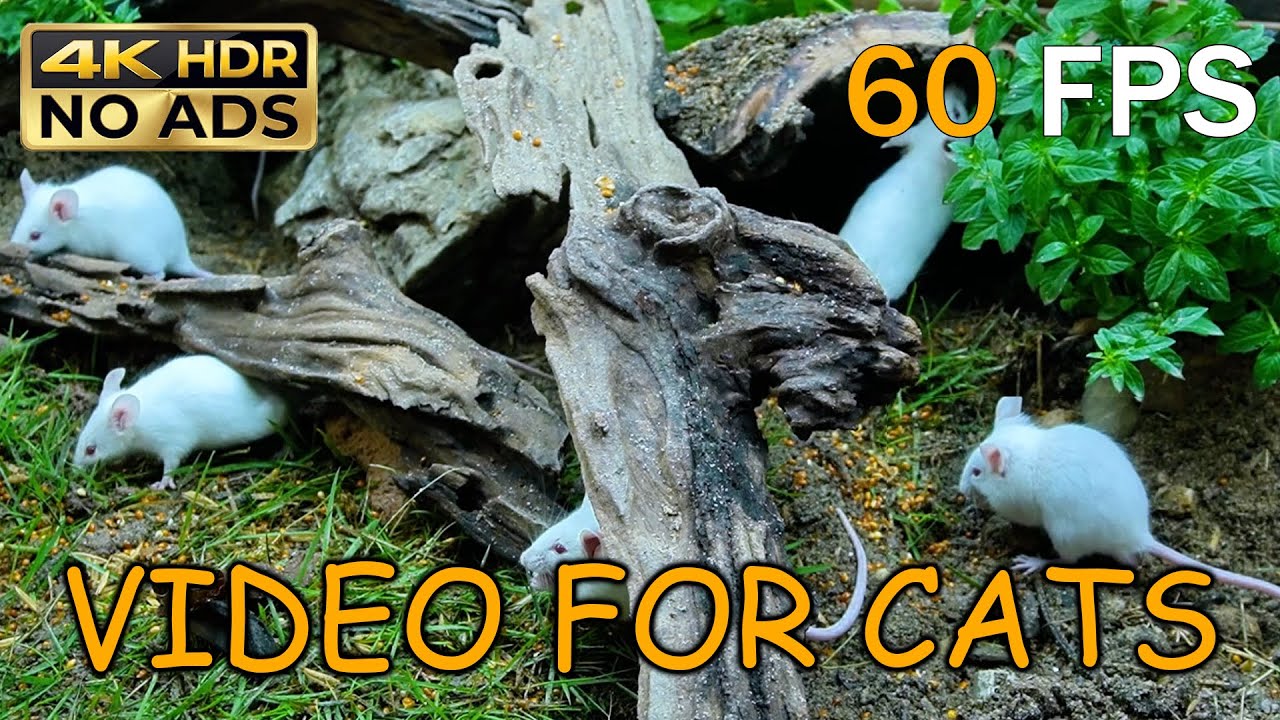 [NO ADS, NO AI] CAT TV for Cats to Watch 😺 🐭 Tiny White Mice Exploring Logs & Nature | 4K HDR 60FPS