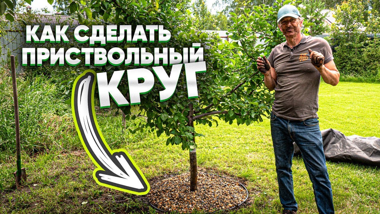 КАК СДЕЛАТЬ ПРИСТВОЛЬНЫЙ КРУГ? Зачем нужен приствольный круг вокруг дерева?