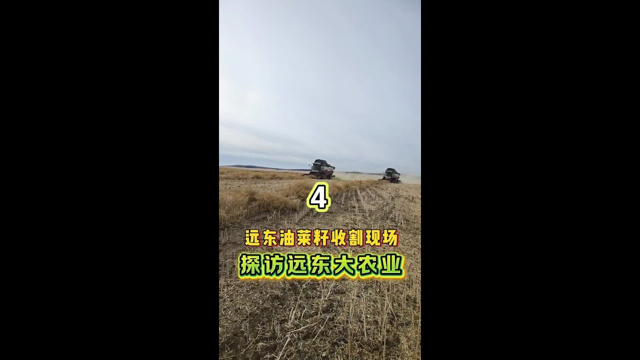 探访远东大农业！远东的万亩油菜籽收割现场！ #dou上热门 #三农 #新农人计划2025 #农业种植