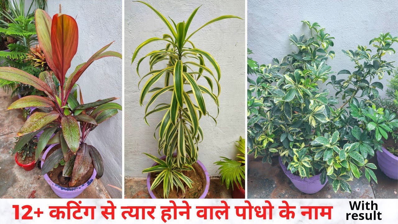 Grow 12+ Indoor plants by cutting with results | 12+ कटिंग से त्यार होने वाले पोधो के नाम