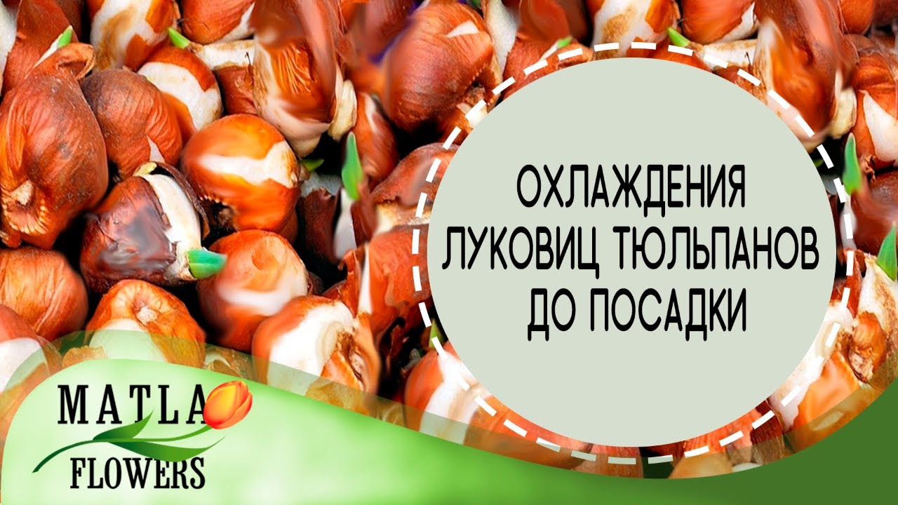 Хранение и охлаждения луковиц тюльпанов до посадки