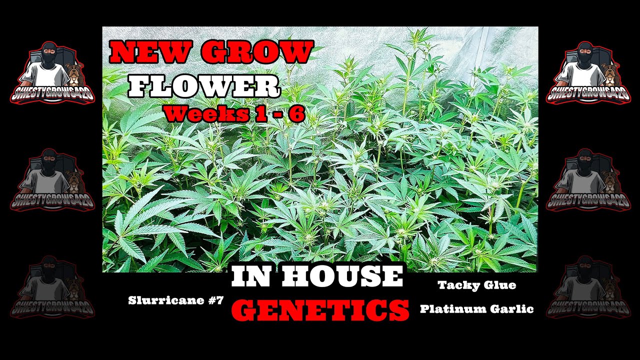 New Grow - In House Genetics - Slurricane#7 - Platinum Garlic -Tacky Glue - Flower Weeks 1 - 6