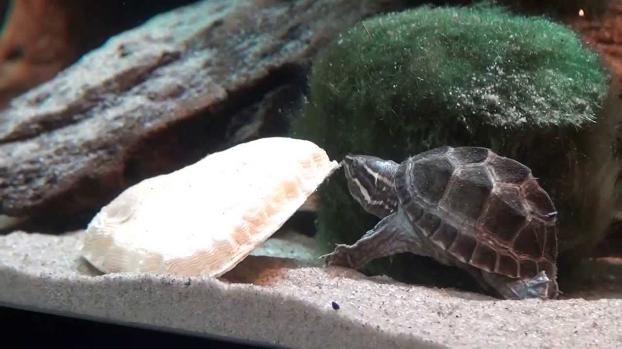 Musk Turtle eating sepia bone