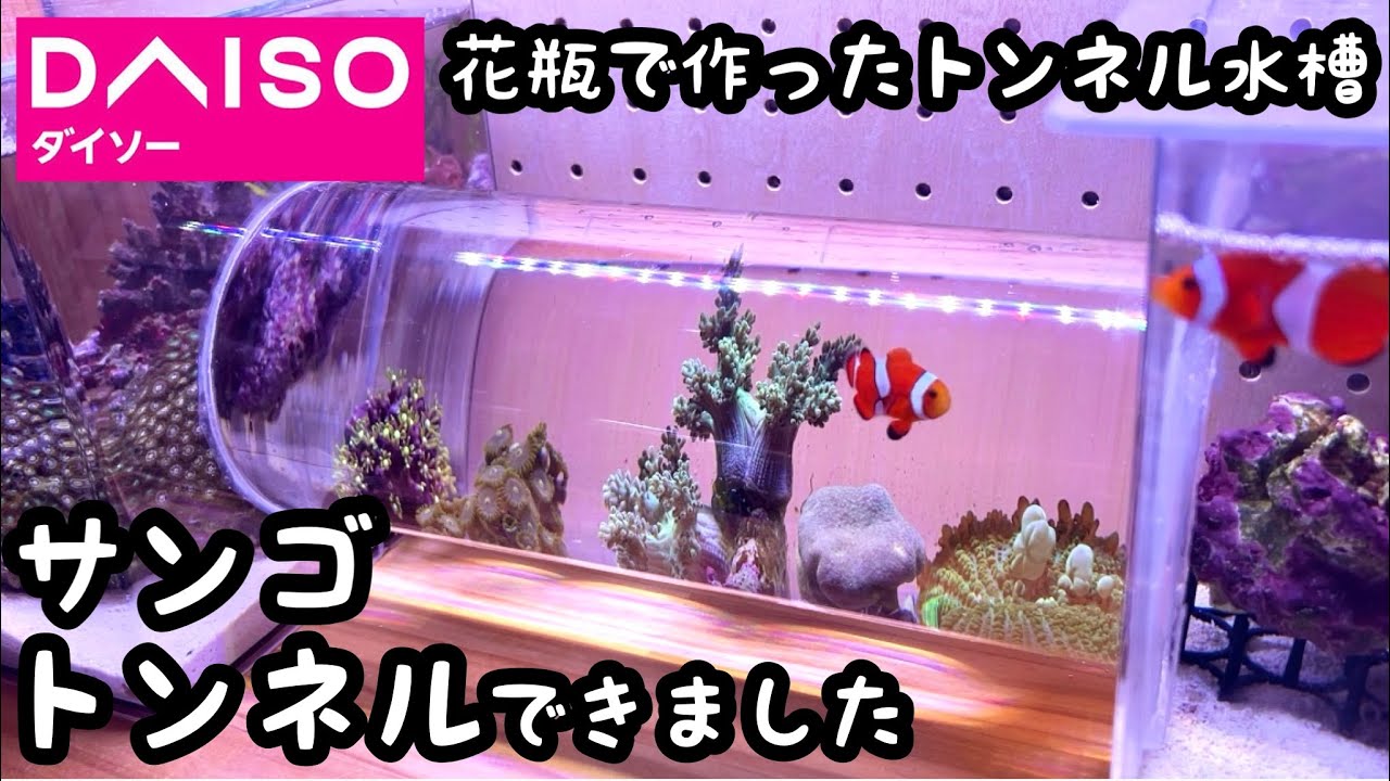サンゴトンネルができました【100均アクアリウムNo.13】ダイソートンネル水槽にサンゴを入れる
