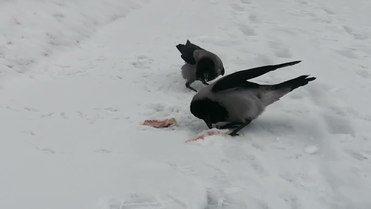 Семья ворон в бою защищает добычу / Tugan family defends its prey in fight #crow 