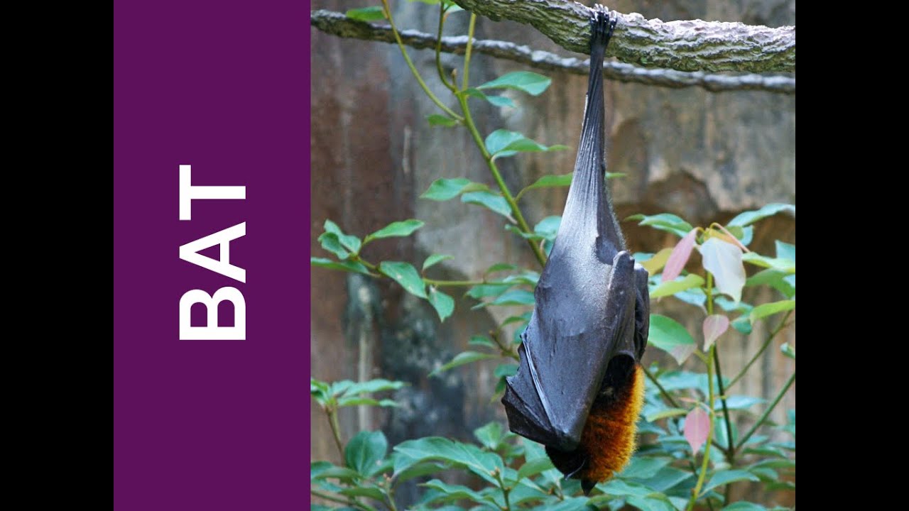 Spiritual Guidance from a BAT -  Animal Wisdom Oracle Card