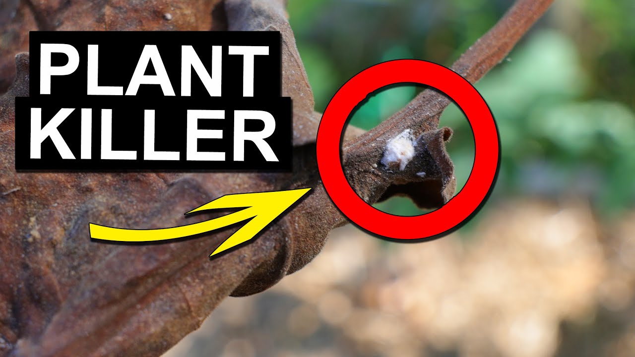 This Garden Pest Is Killing Your Plants!