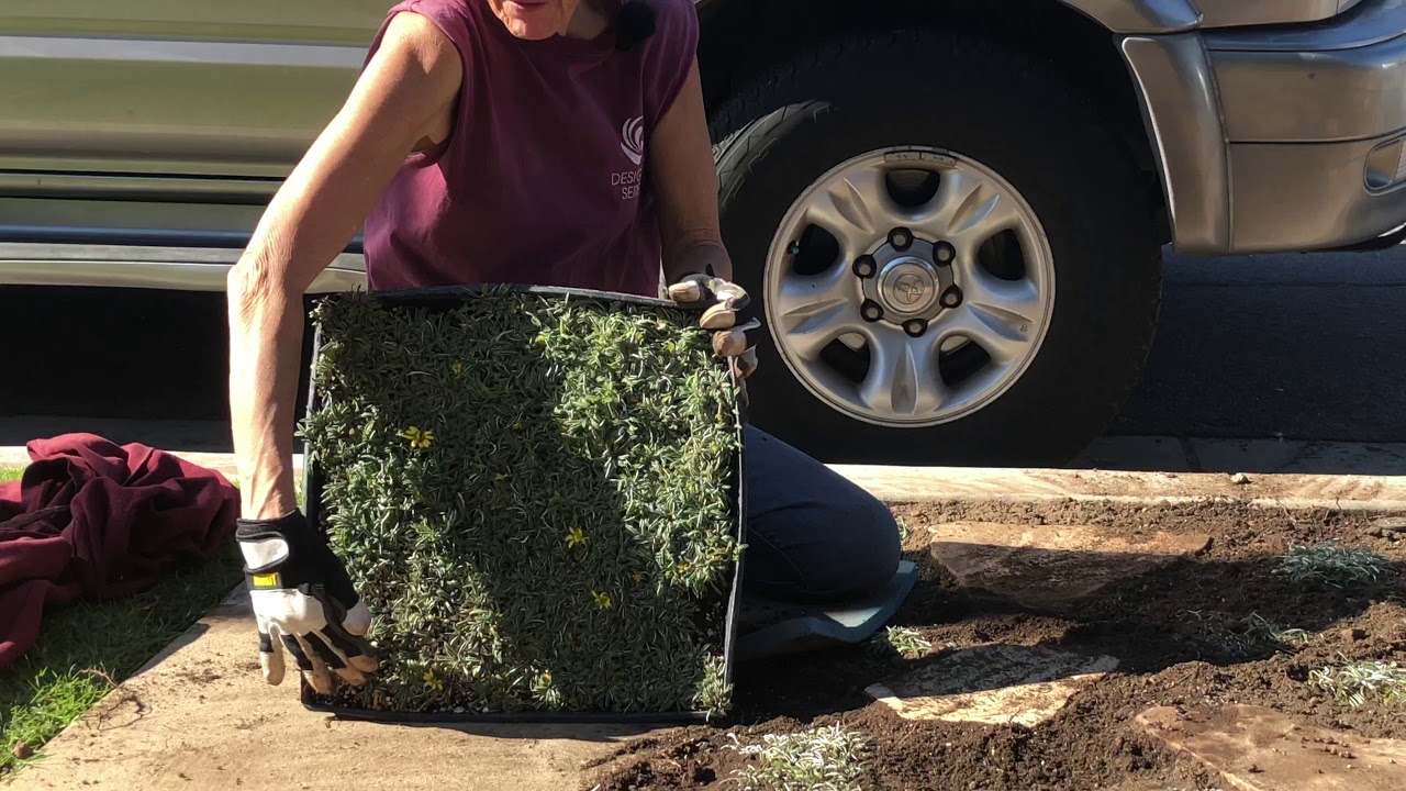 How to Plant Dymondia a Succulent Compatible Ground Cover