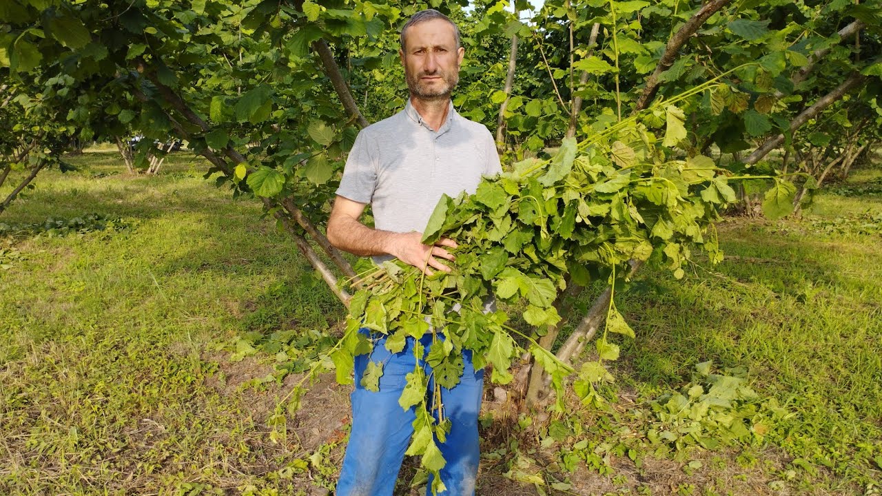 Vacib tövsiyə.
