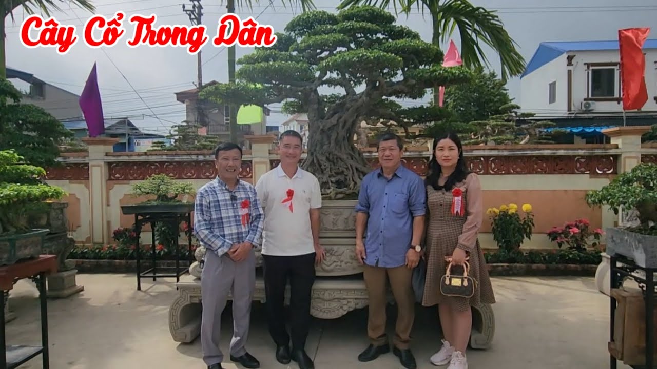 Một cây sanh cổ được nhiều người quan tâm tại TL lễ hội truyền thống đình làng Vị khê 