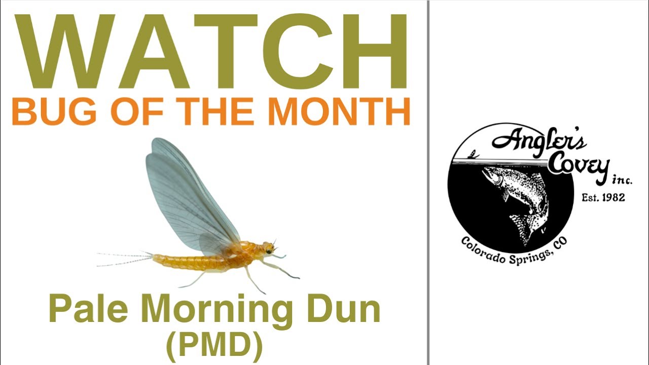 Ошибка месяца — Pale Morning Dun (PMD) — с Грегом Блессингом