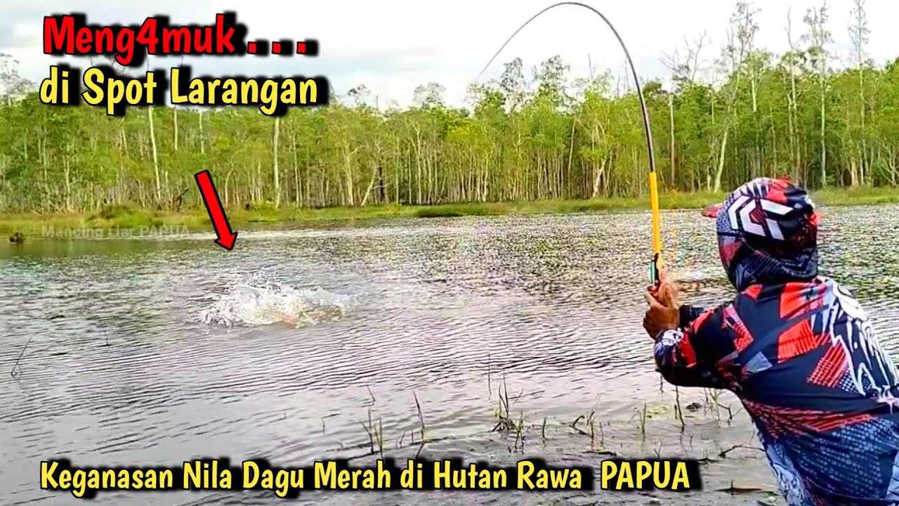 INI YANG TERJADI SAAT MANCING NILA BABON DI SPOT LARANGAN HUTAN RAWA PAPUA II Mancing Liar#MLP-66