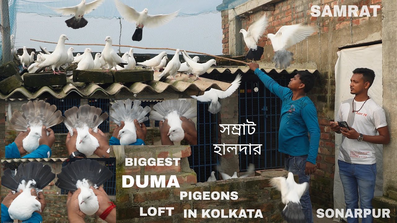 Biggest Duma Pigeons Loft in Kolkata / Duma Pigeons Lover Samrat Halder Loft Visit at Sonarpur