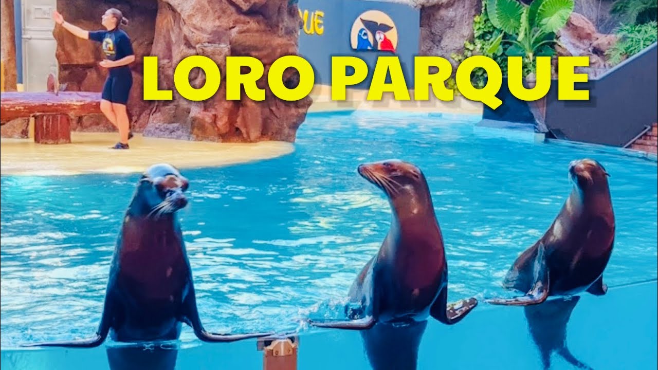 Sea Lion Show - Loro Park, Loro Parque, Tenerife, Spain 🇪🇸 #show #top #funny  #travel #family